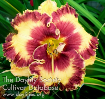 Daylily Spicy Connection